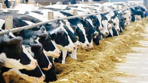Đơn hàng tuyển nam nữ làm sữa bò – Tiến cử ngay về tay 31-37 triệu/tháng